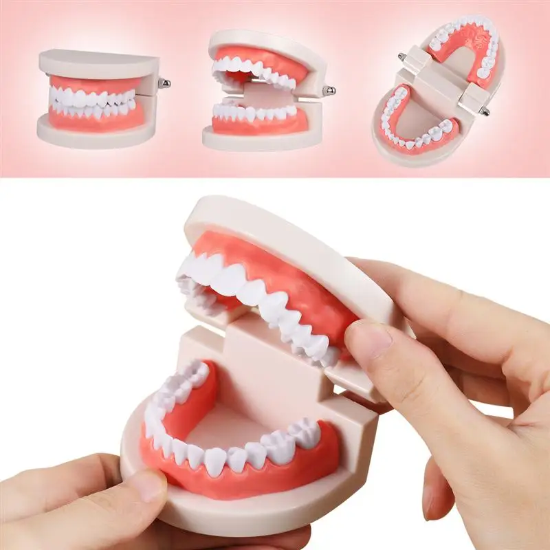 Модель зубов профессиональная для взрослых стандартная модель обучения