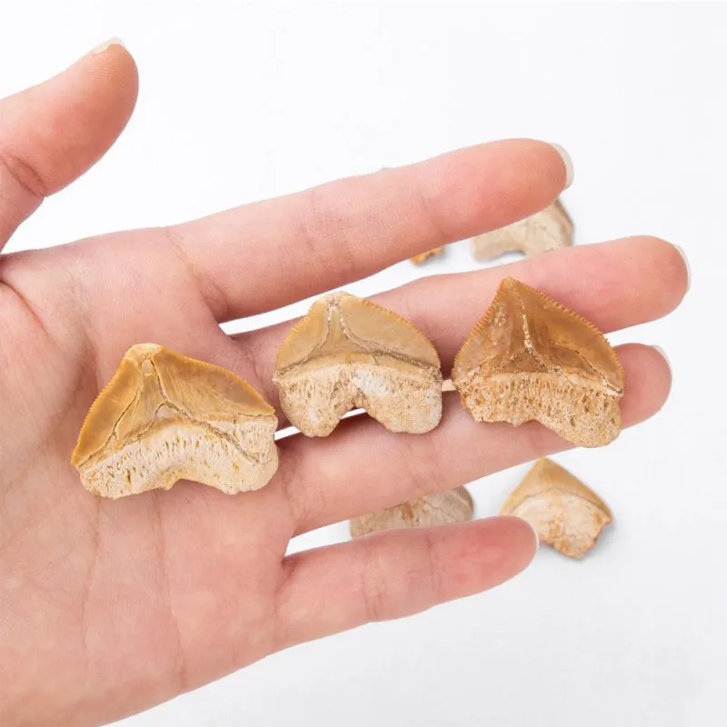 Спиральный акулий зуб косырьевая морская биология научный материал