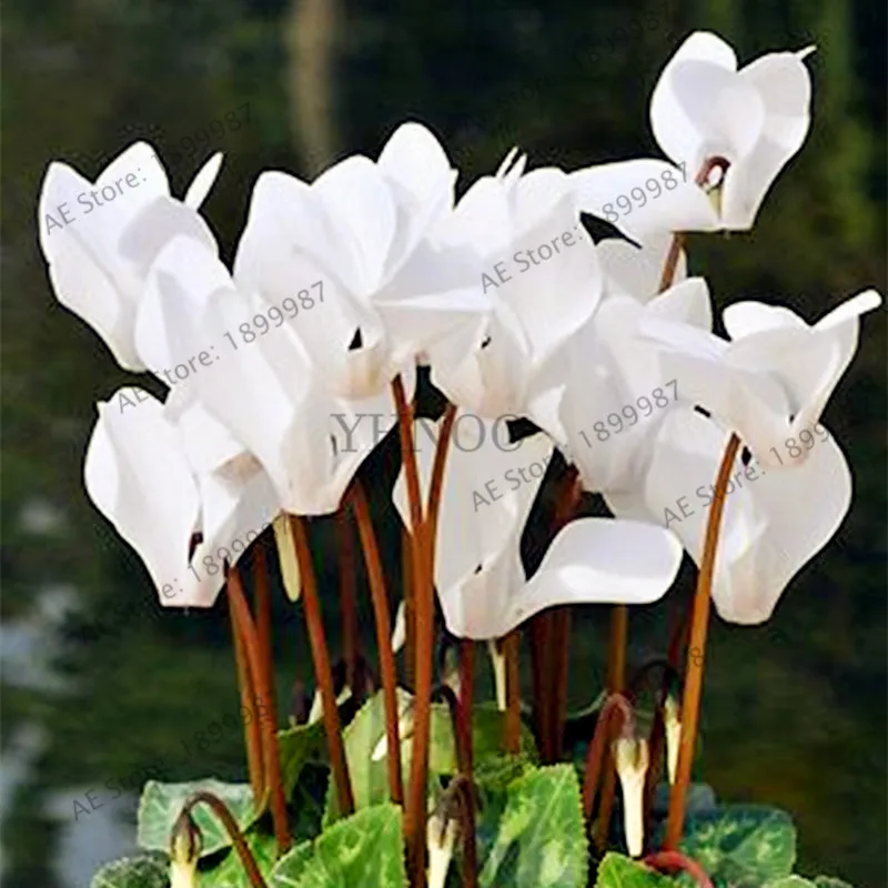 200 шт./пакет семена цикламена многоцветные цикламенские Цветочные растения