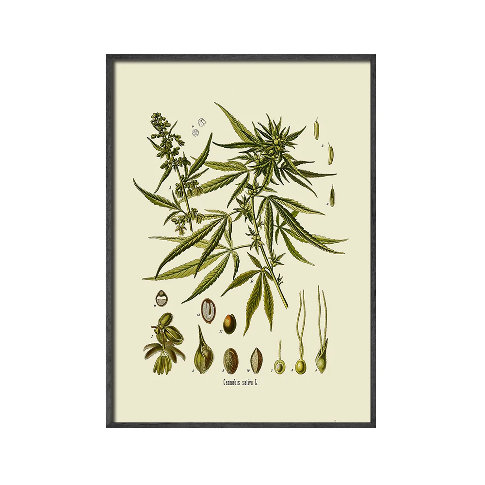 Винтажные ботанические плакаты HD принты Картина на холсте кухонные картины