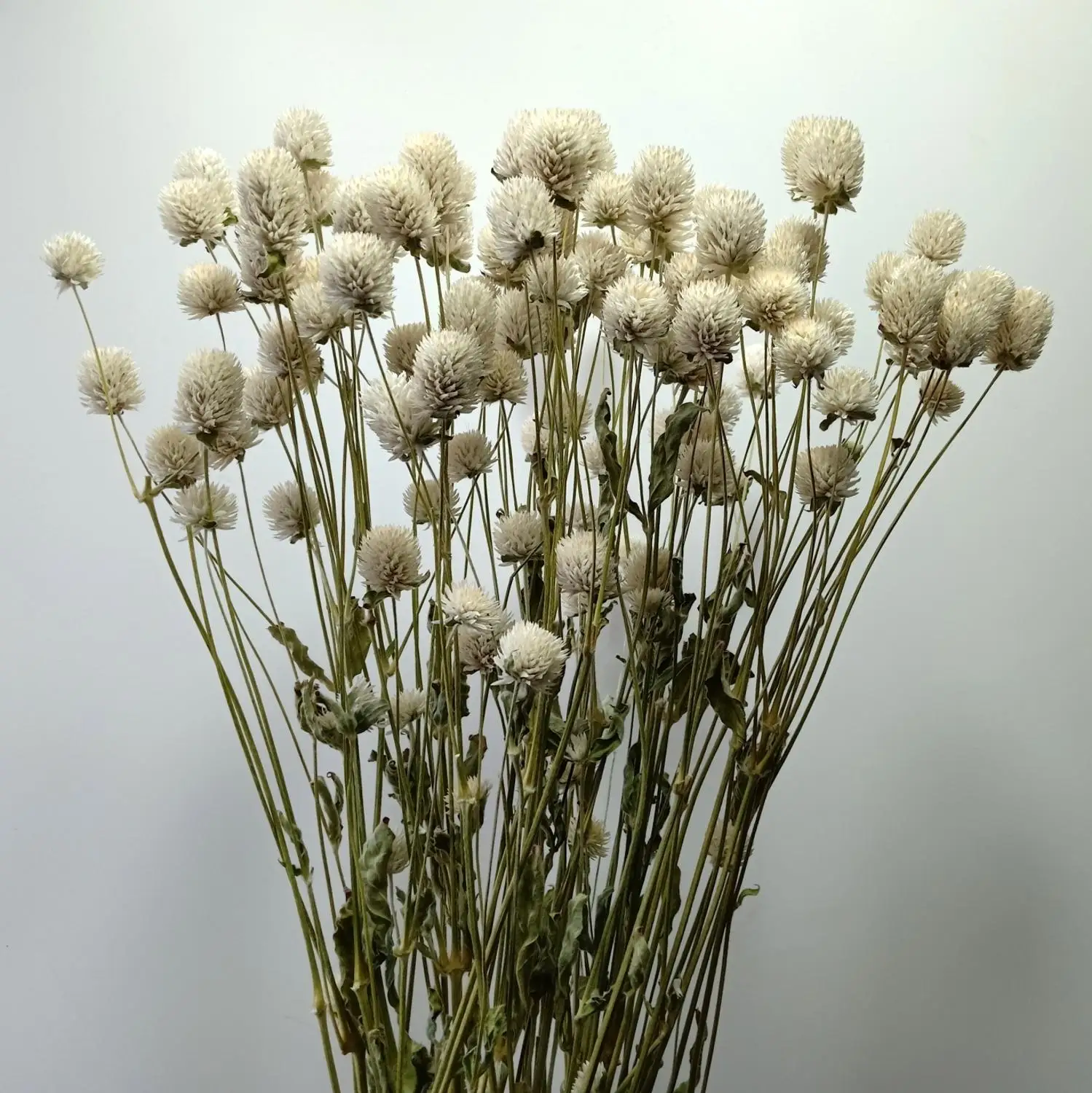 Высушенный шар Dongliflower цветок амаранта сохраненный натуральный белый розовый