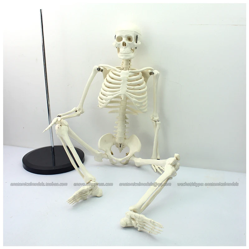 

12366 CMAM-SKELETON06 классический медицинский Анатомия Стандартный 85 см скелет модель манекена