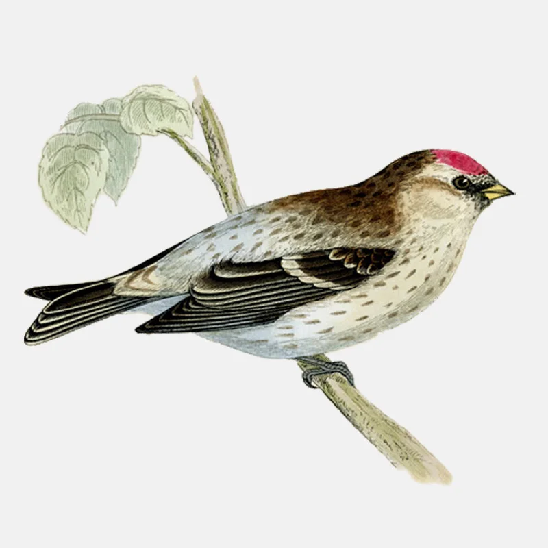 

Car Sticker Interesting Birds Standing On Branches Decals Accessories Fashion PVC Window Motorcycle Waterproof Decal 13*11cm
