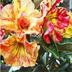 Ngryise 5 шт. набор Adenium obesum пустынная Роза - Цвет: Сливовый