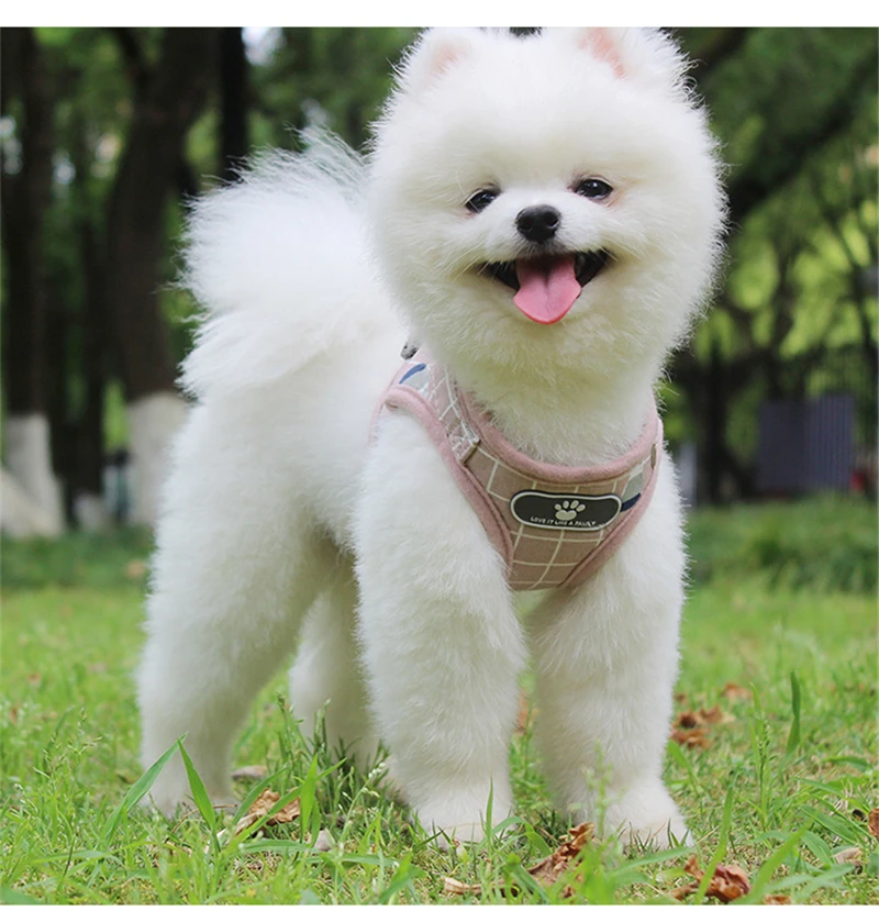 

Pet Products