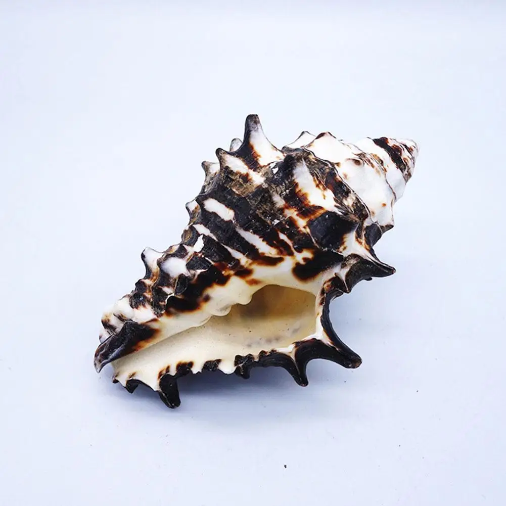 

Natural Conch Shell Conch Home Decoration Conch Hermit Crab Shell Micro-landscape Mediterranean Ornaments Specimens