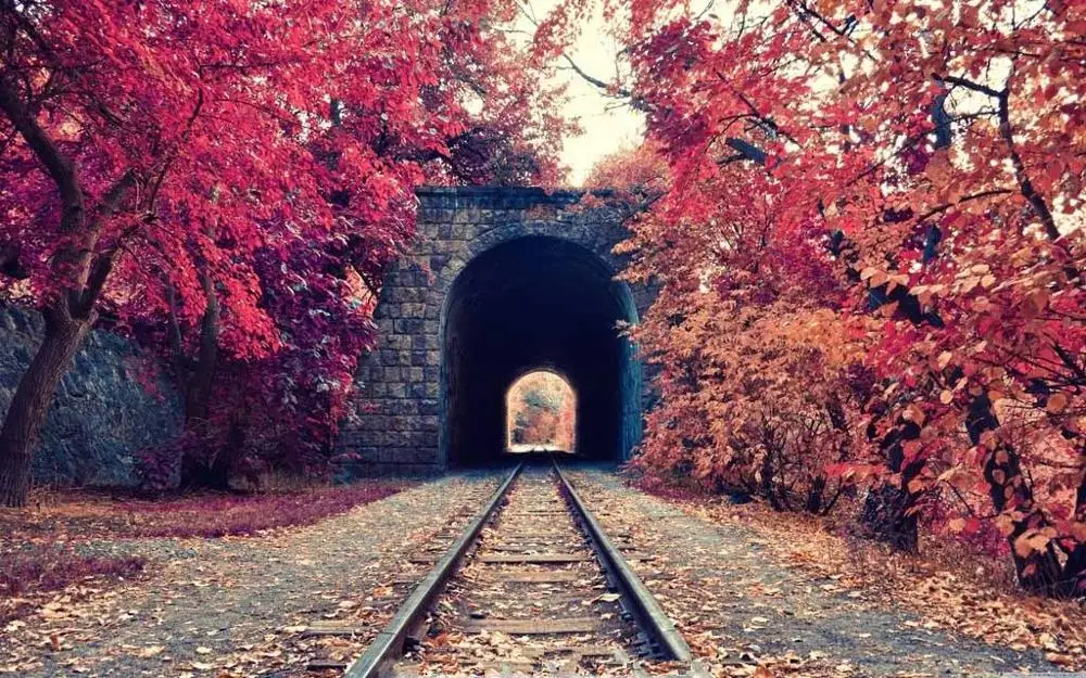 

SHENGYONGBAO Vinyl Custom Photography Backdrops Prop Autumn Scenery Theme Photo Studio Background MH19511-90463