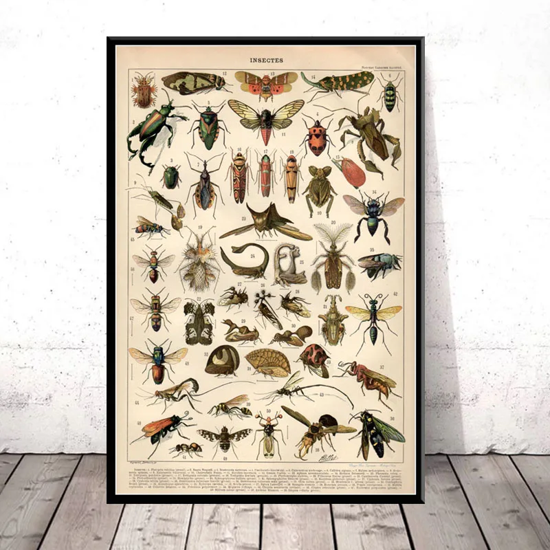 

Antique Beetle Vintage Variety Of Insects Science Chart Beetle Bees Art Canvas Painting Poster Wall Home Decor obrazy plakat