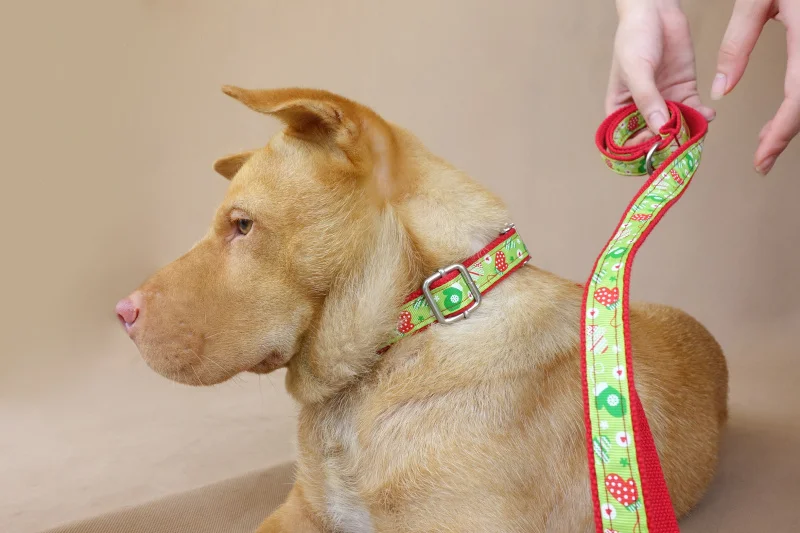 Собачий ошейник с гравировкой на заказ удостоверение личности щенка набор