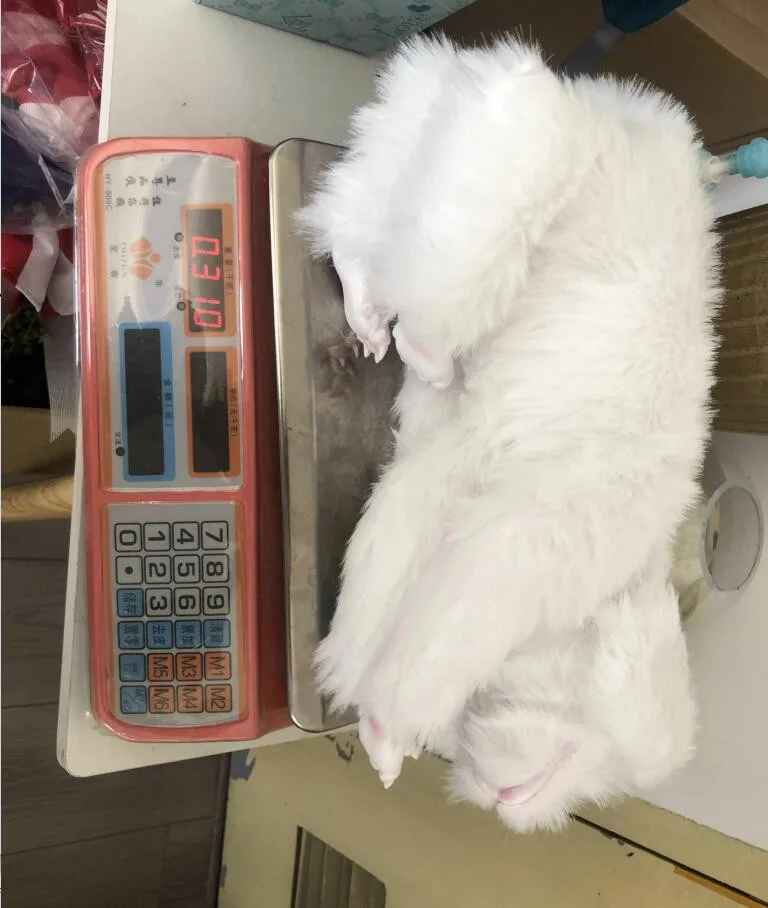 

Flying Dog-like Dragon Plush Doll Toys Falkor Neverending Movie Story Kids Adluts Creative Decoration Boneco Drago De Pelcia