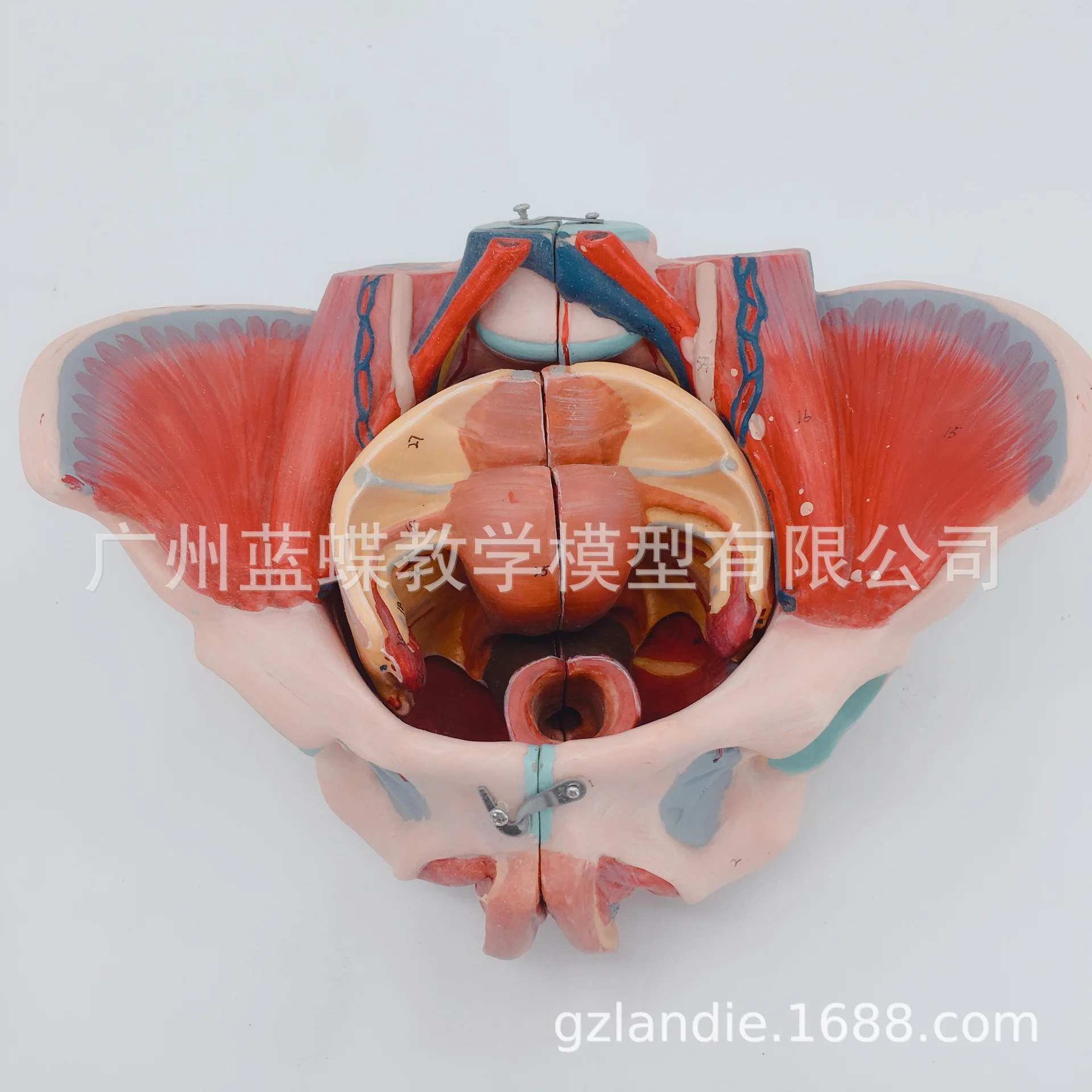 71 метка ПВХ женщина таза пол мышцы человека скелетная модель 20*27*18 нерва модели с