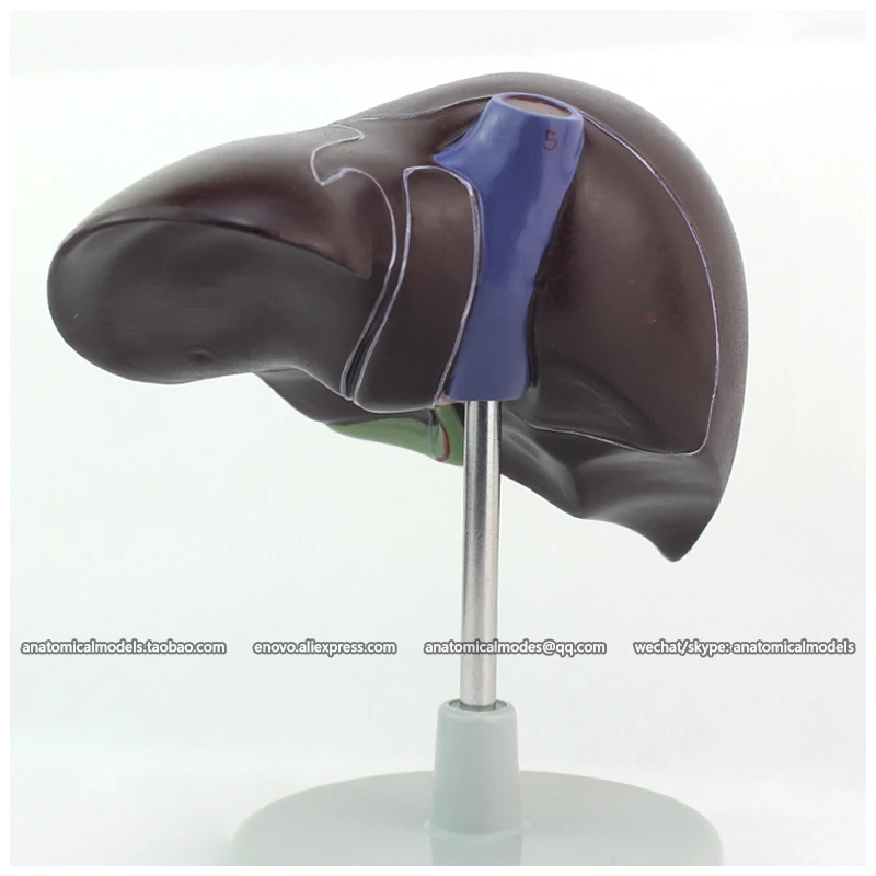 12545/желчный пузырь и печень пищеварительная система/CMAM человеческая система