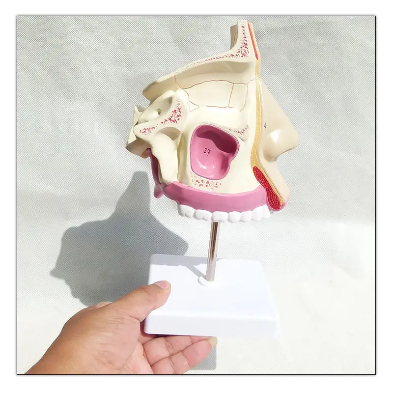Носовая полость анатомическая модель носовая сетка сетка|Медицинская наука| |