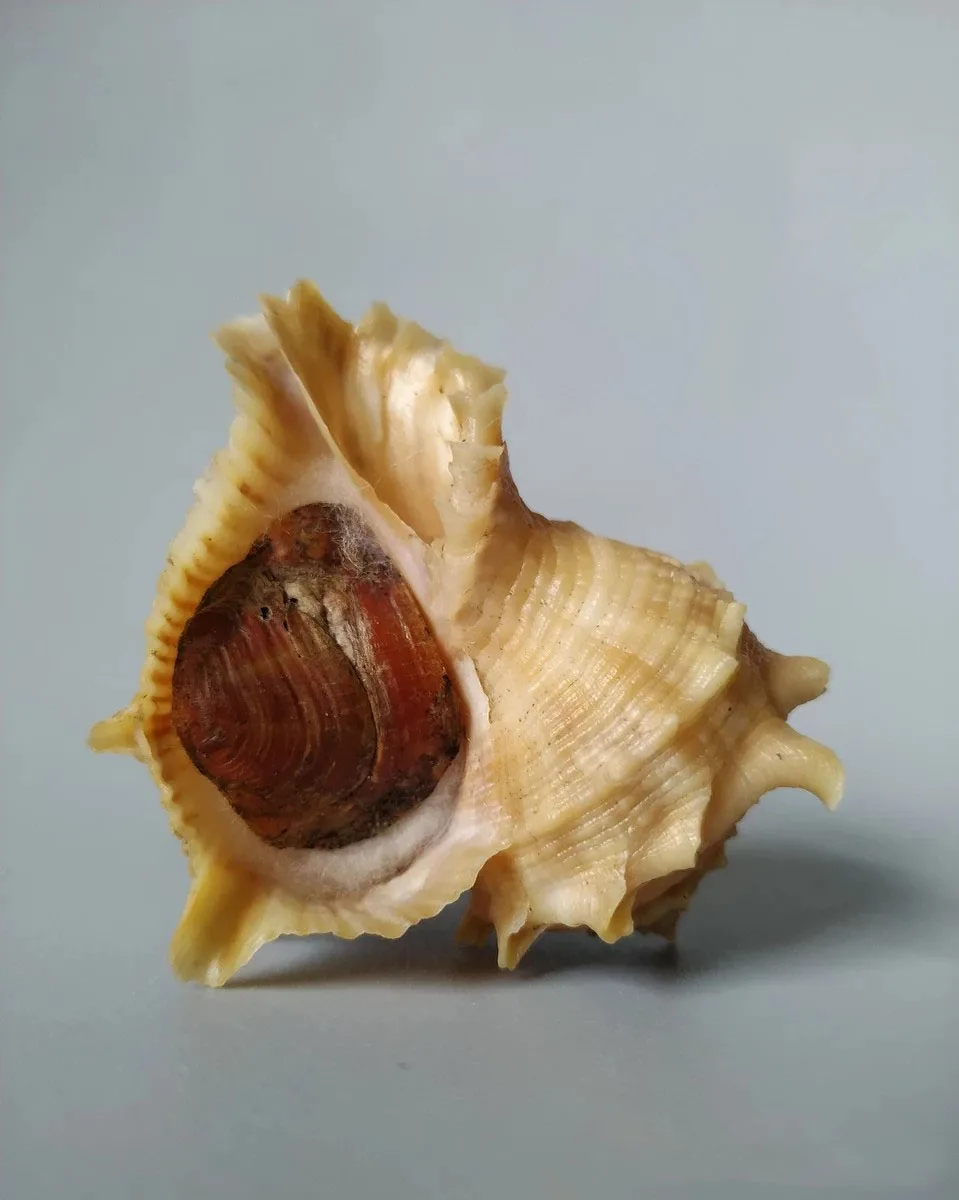 

Natural boutique rare conch with lid collection