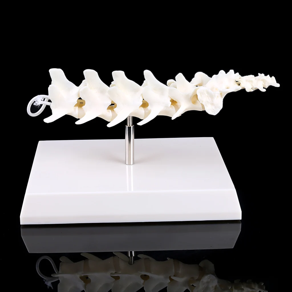 

Dog Canine Lumbar Vertebrae with Coccyx Model Aid Teaching Anatomy Display Study Research