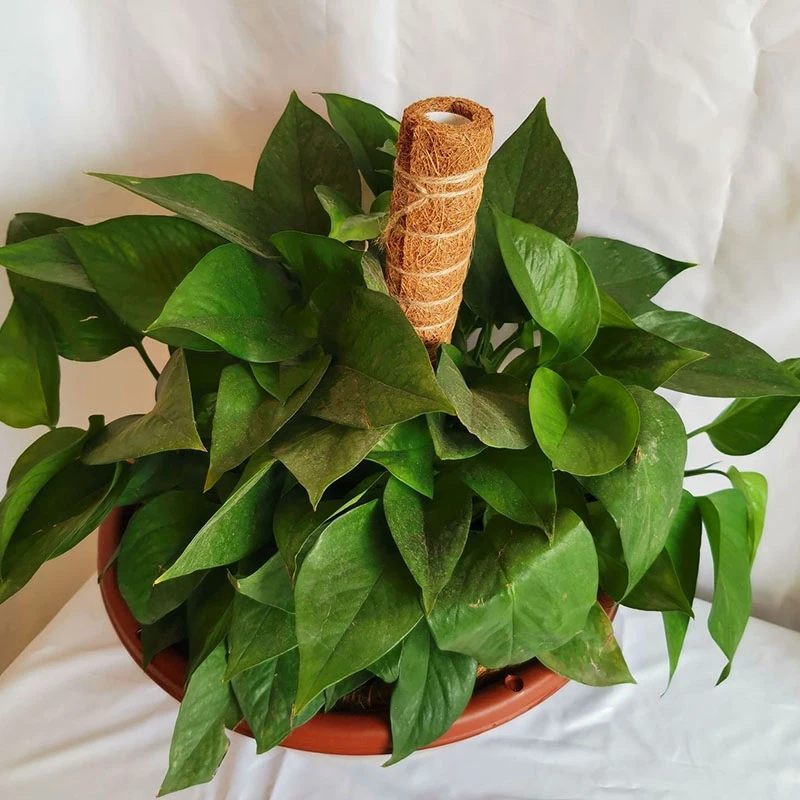 

8Pcs Coir Totem Pole Coir Moss Totem Pole for Plant Support Extension Climbing Plants