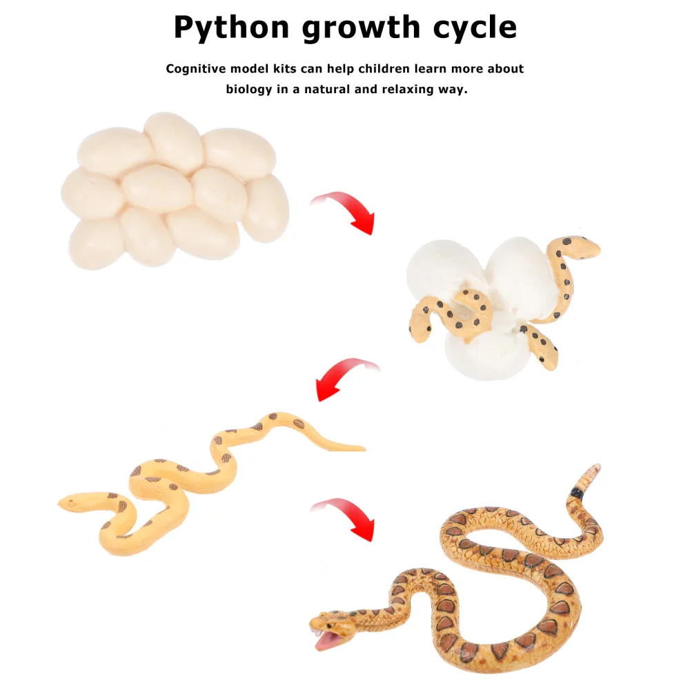 

1 Set/4pcs Imitation Rattlesnake Life Cycle Figurine Funny Kids Cognitive