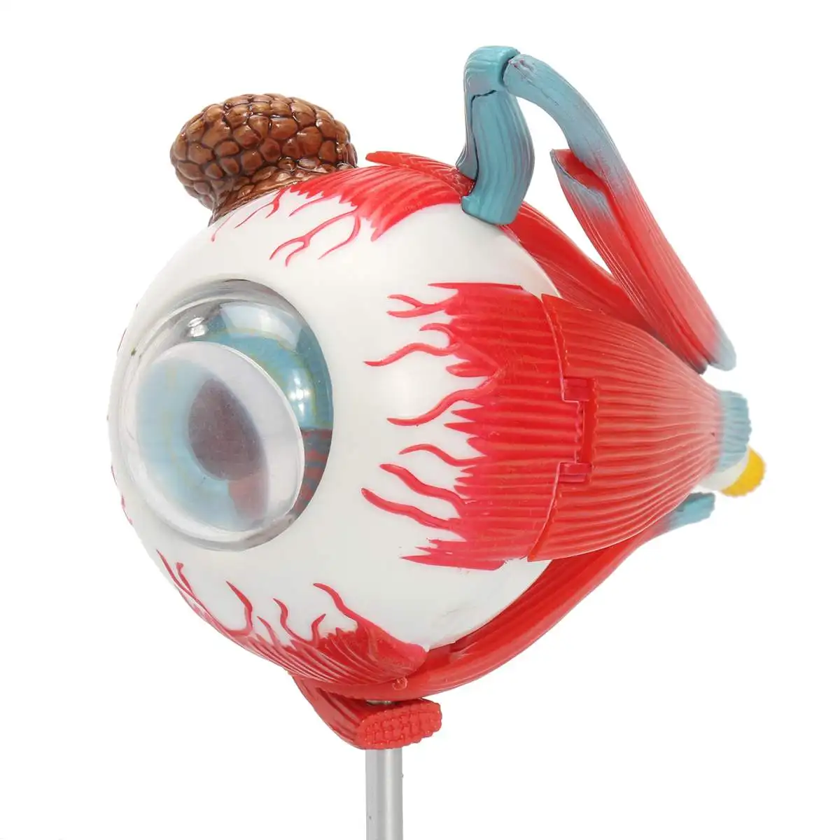 Мяч для глаз Science модель школьные развивающие человеческие глаза обучающий