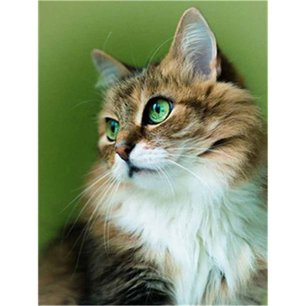 

Набор для вышивки крестиком 11CT, ткань с принтом милого кота и животного, DMC нитки, Набор для творчества, хобби