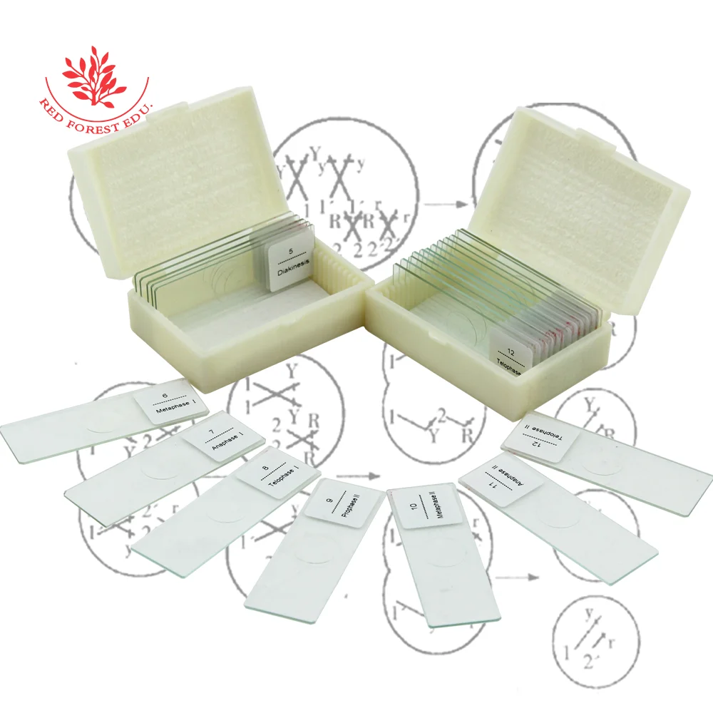 Слайды подготовленные для микроскопа Митоз и миоз растений с образцами обучения