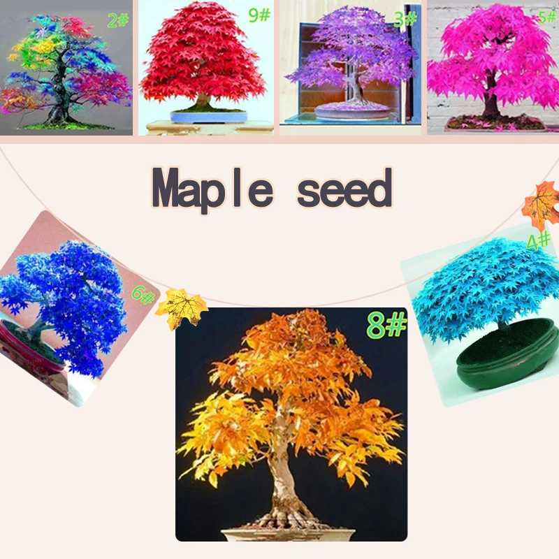 

20Pcs Japanese Maple Seed Bonsai DIY Plant Flower Pot Colorful Leaves Creative Household Home Mini Gardening Decor Maple Seed