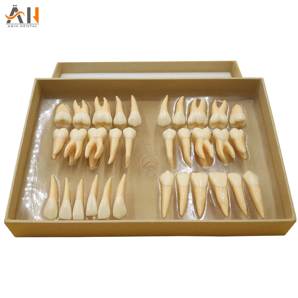 

High Quality 2.5 times 32 pcs adult permanent teeth model Dental gift Communication Tooth Models Odontologia