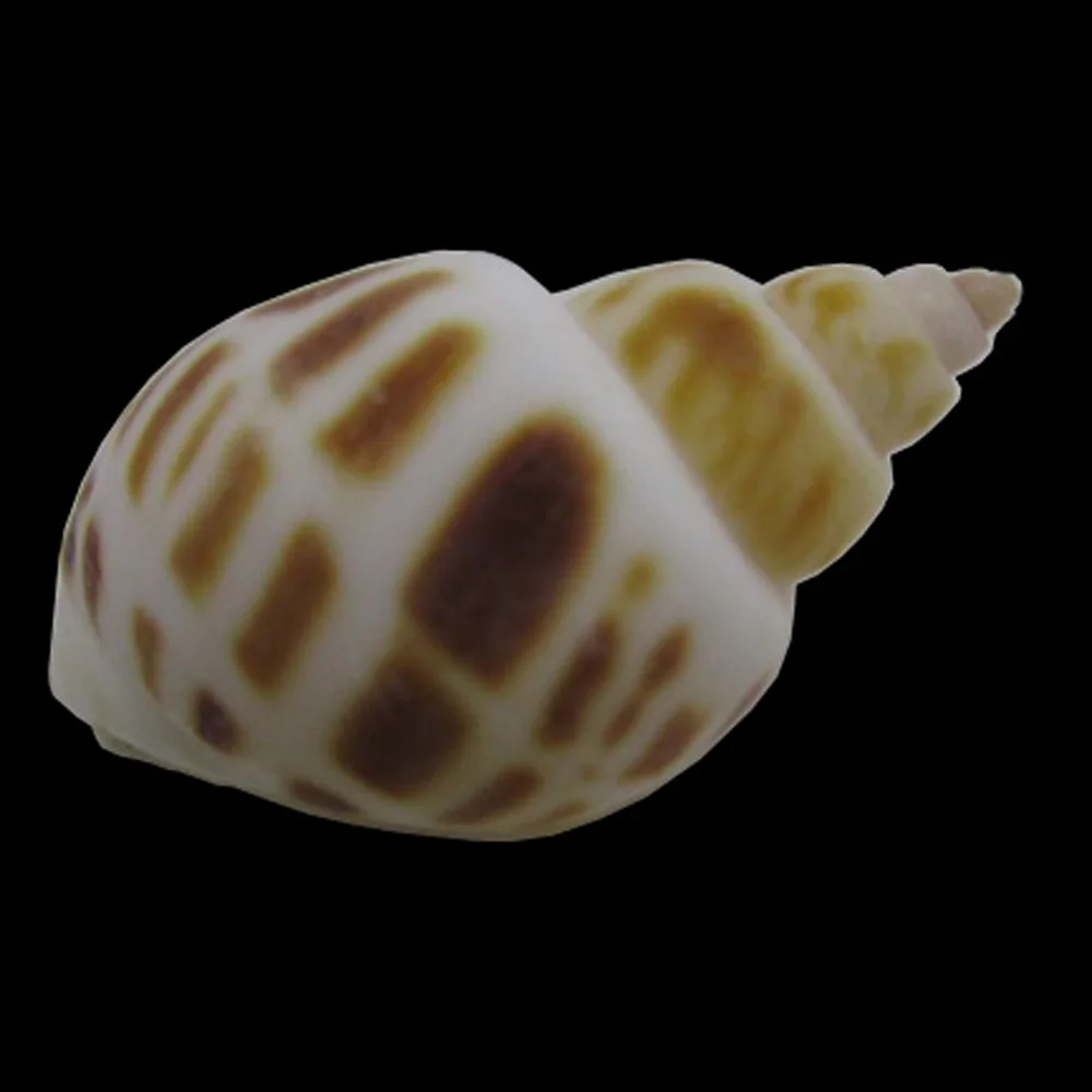 Цветок для крестообразных 2 5-4 см является допустимой природный раковины