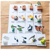 montessori life cycle cards and figures of butterfly chick frog beans kids early learning toys biology teaching aids