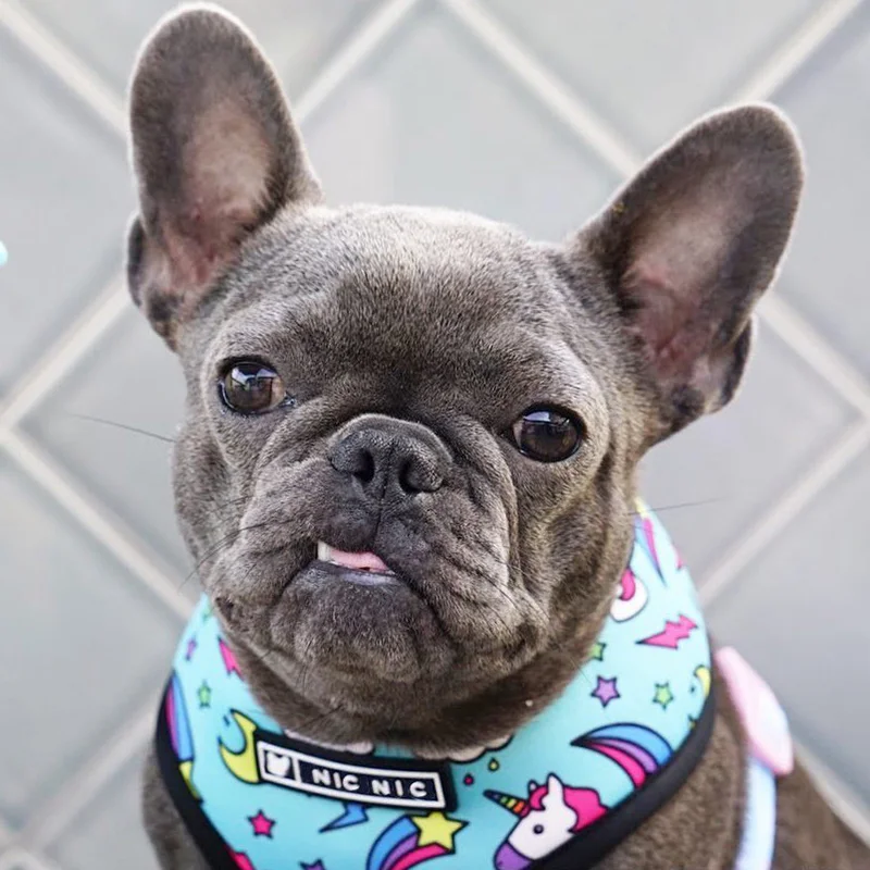 Поводок для собак французского бульдога мопс Маленький Средний щенка Frenchie