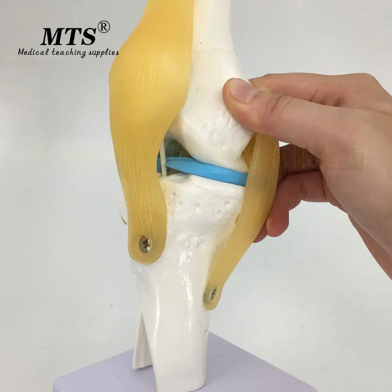 MTS 1:1 человеческая плантация анатомическая модель для суставов колена сердца