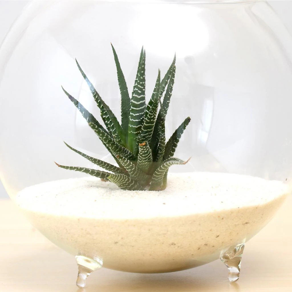 

1 Pieces Flower Vase Terrarium Holder Tank Ornament Micro Landscape