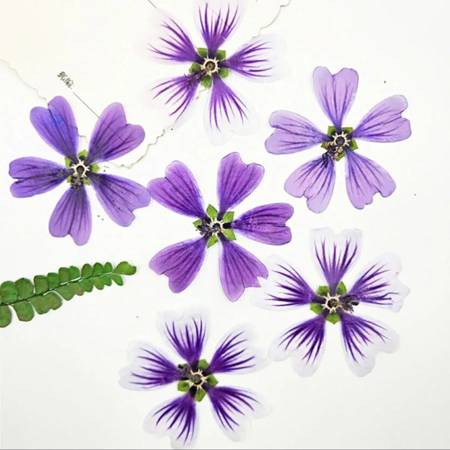 60 шт. прессованный высушенный цветок Malva Sinensis Cavan гербарий из растений для