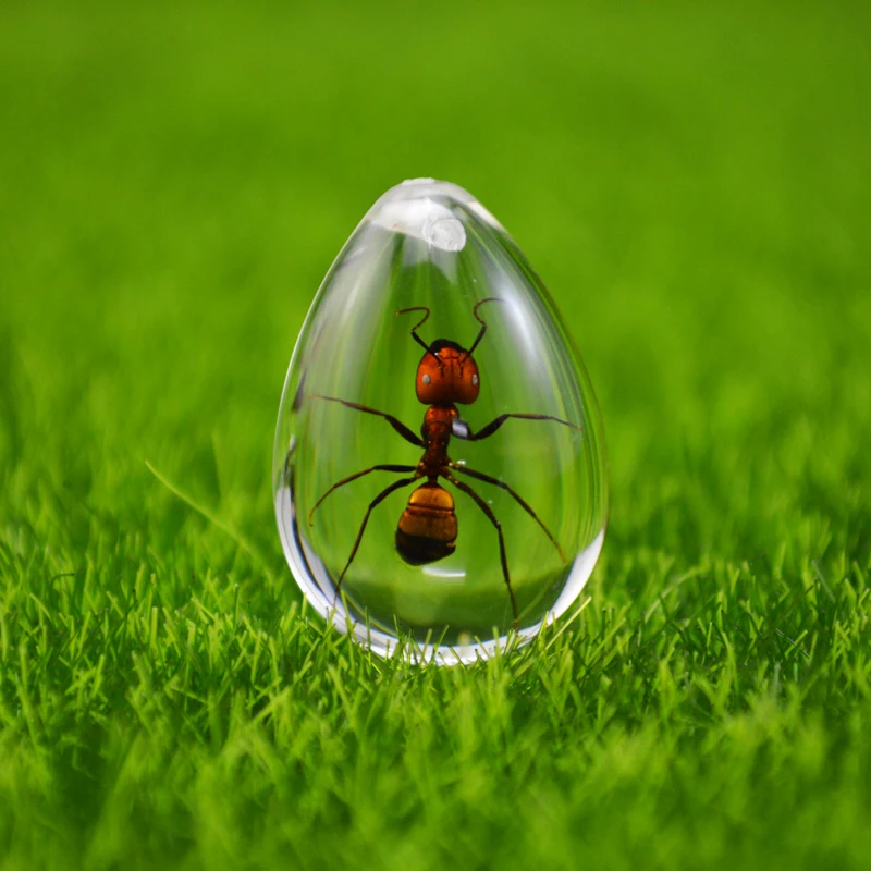 Pet Ant HD акриловый образец Муравьиное гнездо украшение фотографический