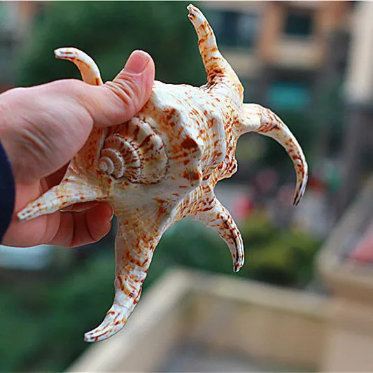 Бесплатная доставка натуральная раковина с водяными словами большая