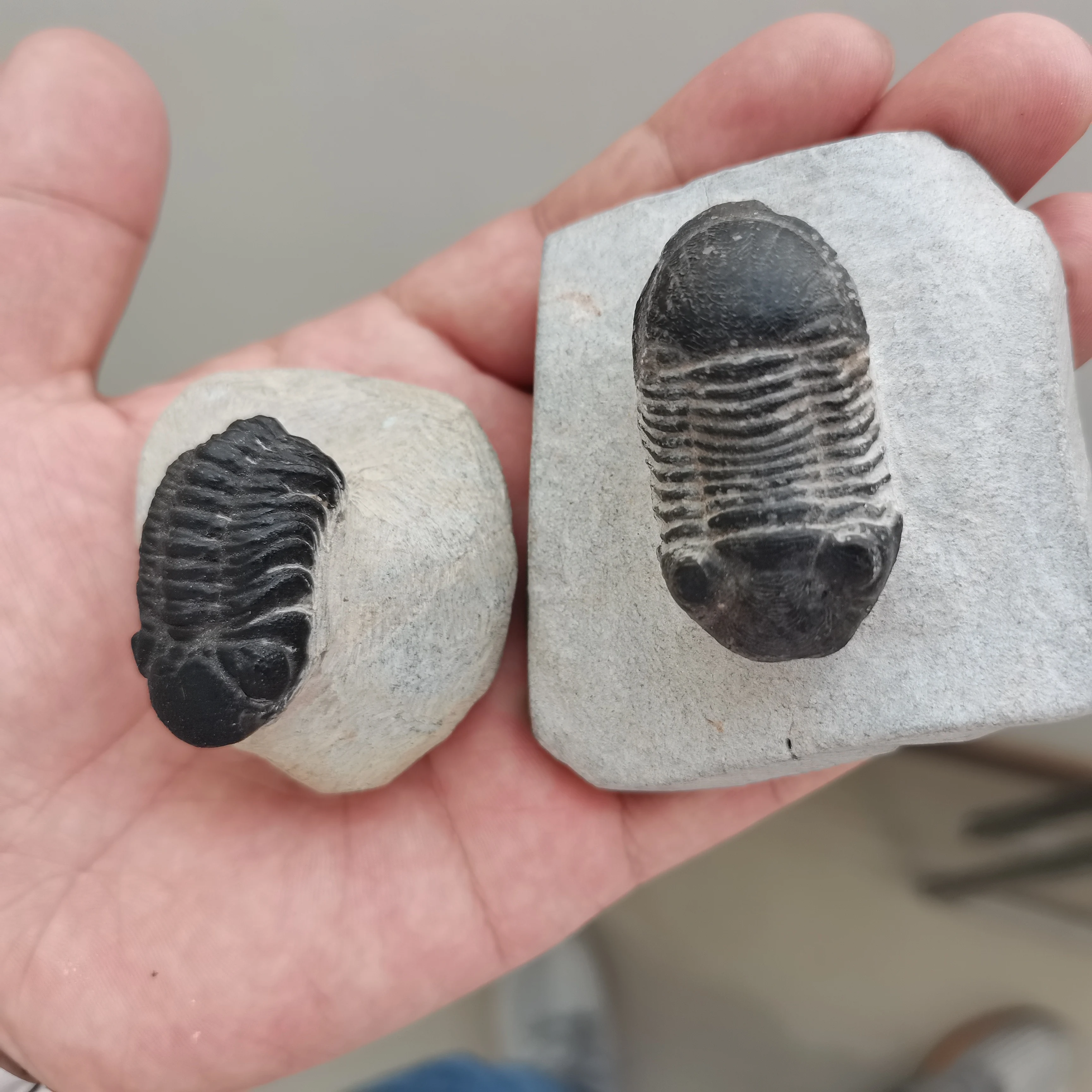 

AAA+ 100% Natural 3D Trilobites Protolith Specimens Of Cryptocephala Moroccan Trilobite Digitate Fossils