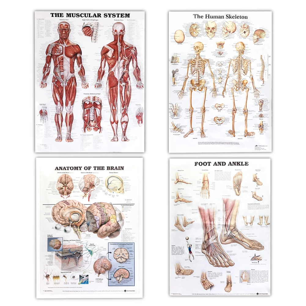 Menschlichen Anatomie Wissenschaft Poster Aufkleber Muskeln System Kunst Poster Leinwand Malerei Medizinische Bildung Büro Wand Wohnkultur