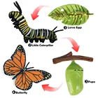 Фигурки-бабочки для роста насекомых, игрушечный набор для дошкольного раннего развития