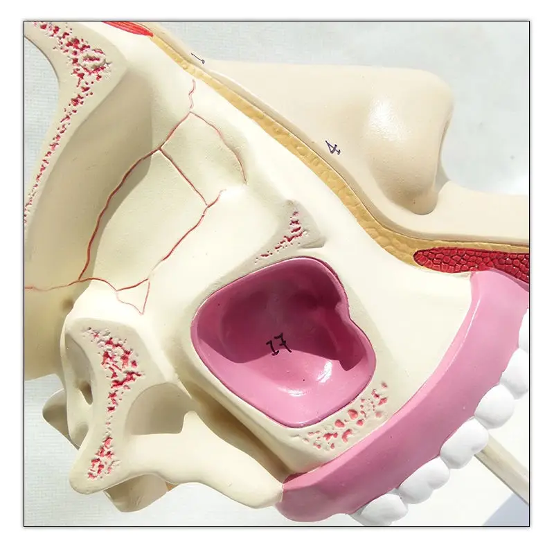 Носовая полость анатомическая модель носовая сетка сетка|Медицинская наука| |