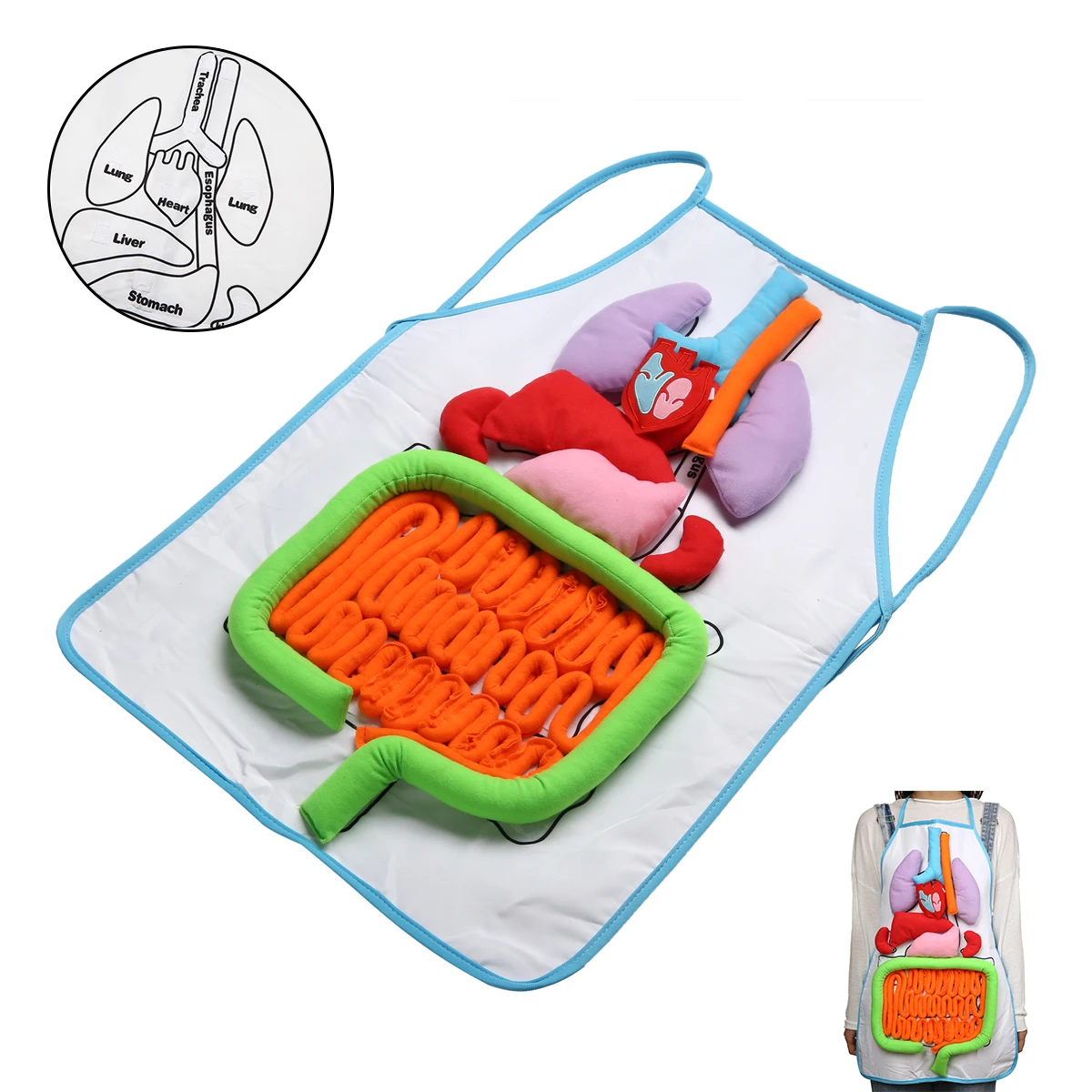 

3D Human Body Organ Toy with Apron Viscera Teaching Utensil Body Organs Early Educational Toy for Kid School Teaching Aids