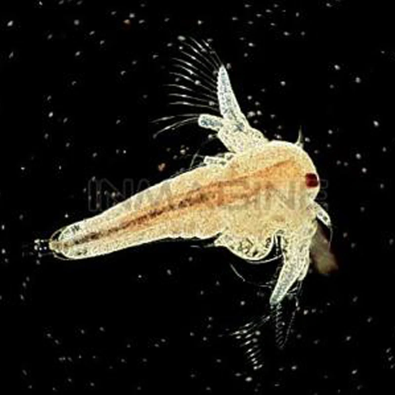 Яйца морской обезьянки длиной 15 мм Сказочная обезьянка соленые креветки