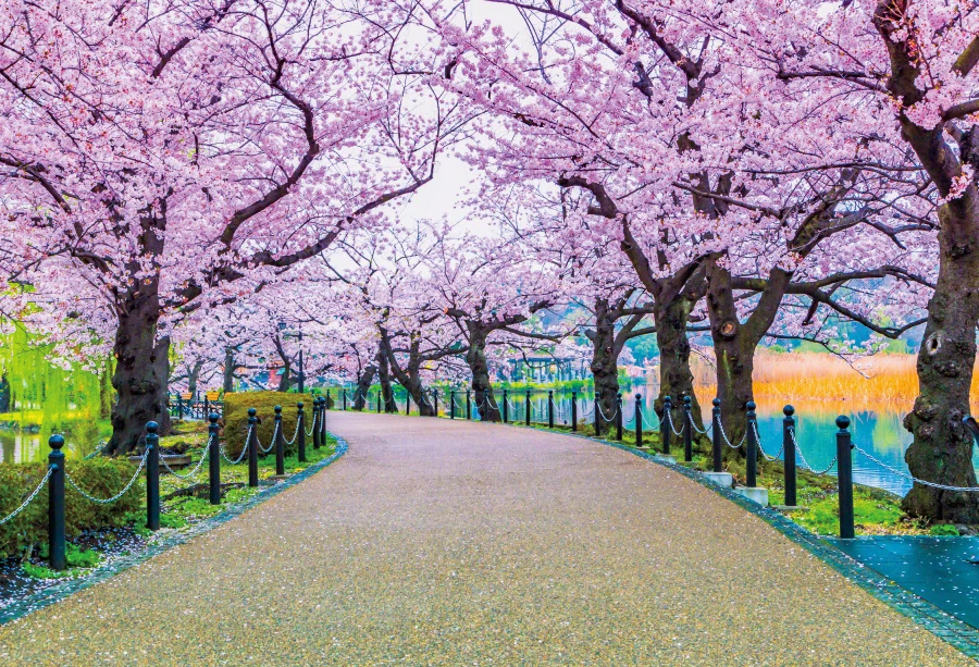 Laeacco розовый цветок фон для фотосъемки дорога дерево озеро парк пейзаж ребенок