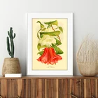 Винтажный постер Lapageria розовые цветы, Картина на холсте, Chilean bellflower, иллюстрация растений, принт, ботаническая Настенная картина, Декор