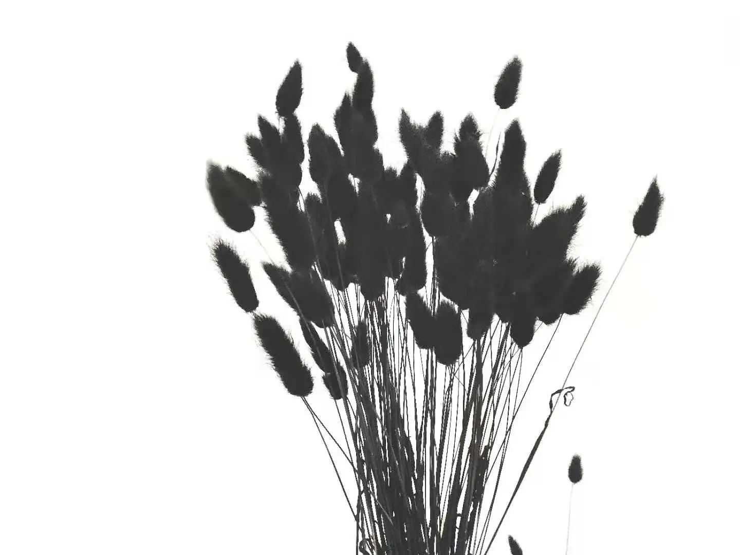 20 шт. засушенные цветы пампасной травы с черным кроликом хвост трава