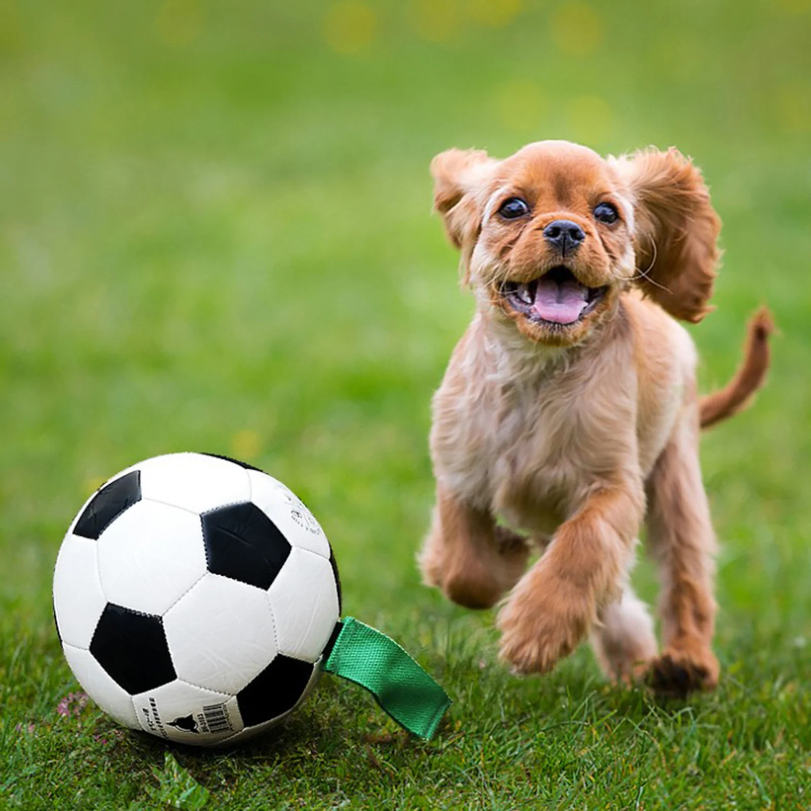Домашние животные щенки собака Футбол интерактивный мяч газон бассейн Озеро