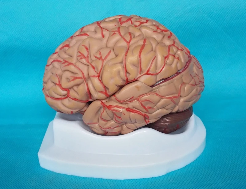 Human Brain Model 8pcs Cerebrovascular Assembled Model Brain Anatomy Model Medical Science Teaching Models Educational Supplies