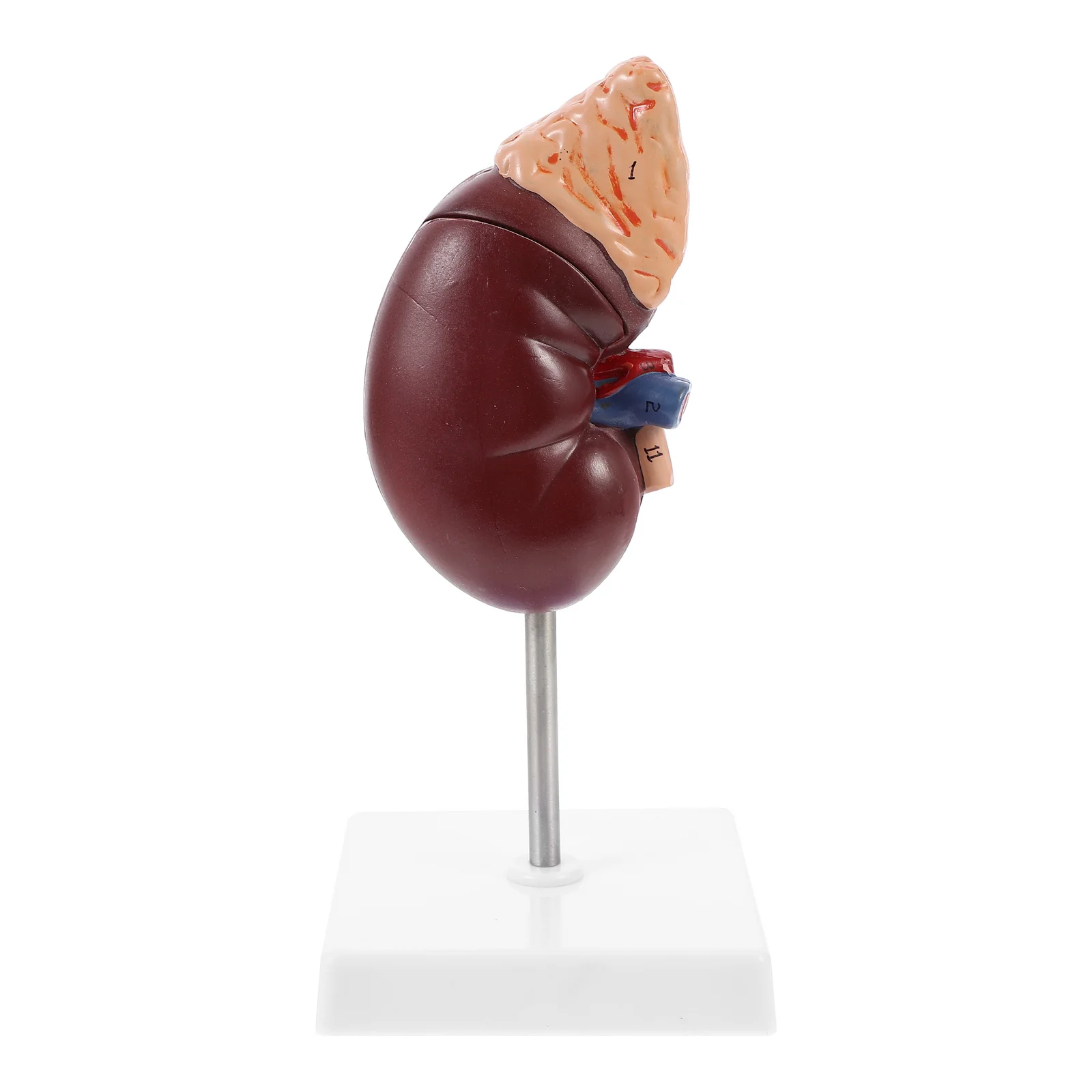 

1pc Human Kidney Prop Anatomical Model Biology Class Accessory Kidney Model