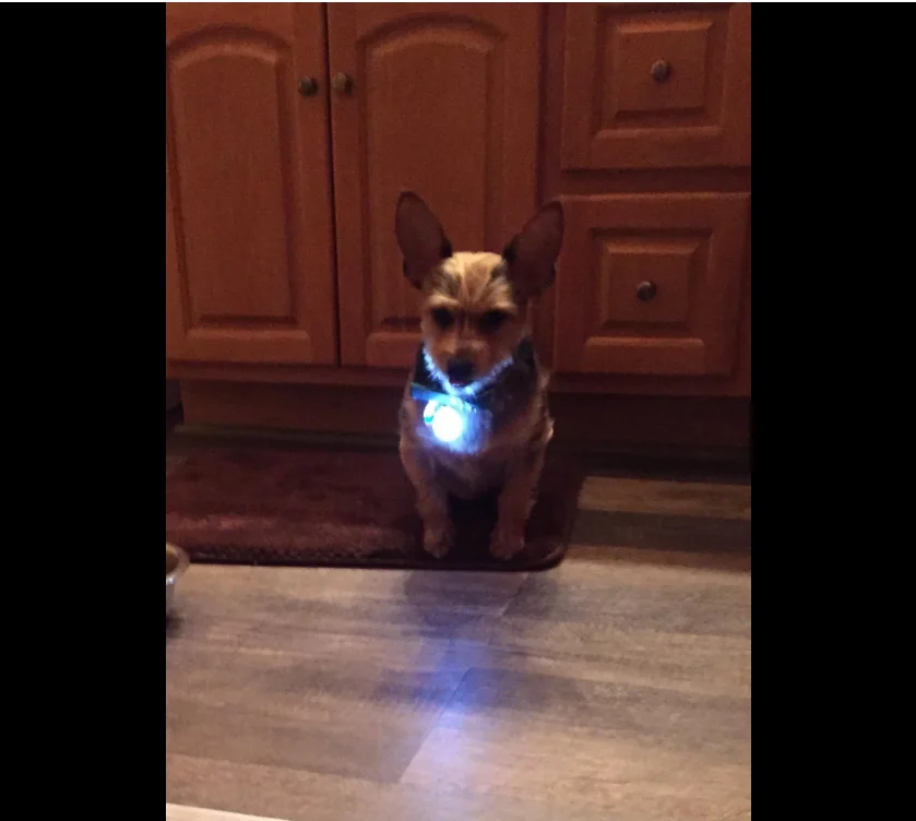 Pet Dog Cat светодиодный ночник клип-на безопасности брелок в виде ошейника подвесной светильник лампа безопасности ошейник для переноски собак