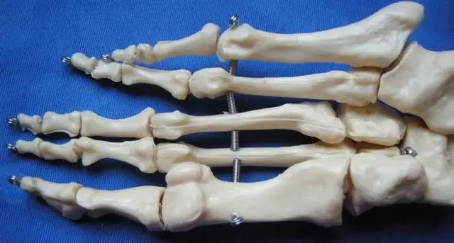 

1:1 Life-Size Foot Joint Model Skeleton Model Human Foot Model Anatomical Skeletal Models Human Specimens Medical Teaching