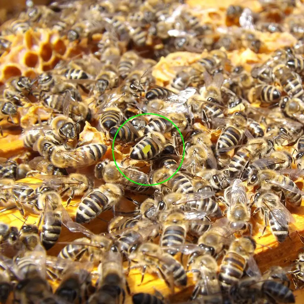 8 цветов маркер Queen Bee на водной основе инструменты для пчеловодства нетоксичные
