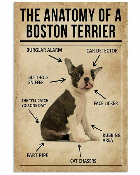 

Anatomy Of Boston Terrier Poster Art Print Gift For Dog Lover Metal Tin Sign Wall Decor